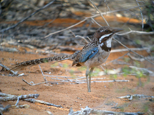 Long-tailed ground roller